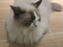 -momokira米努特·德文卷毛猫·棉花面纱犬