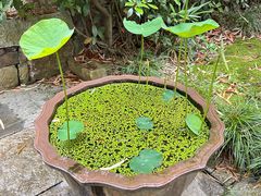 -东山雕花楼