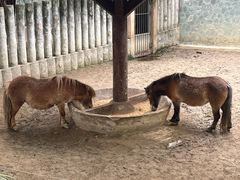 -成都动物园