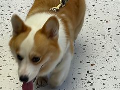 -瑞派康怡24h宠物医院·犬猫医疗中心·微创绝育(瑞景分院)