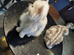 -more than meow吴止猫主题餐厅(承德 中船汇店)