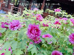 -上海醉白池公园