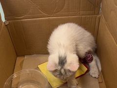 -北京观赏动物医院·24小时大型综合·猫专科·异宠专科
