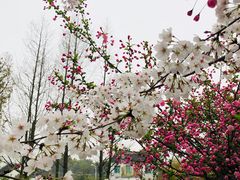 -香雪海