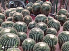 -石家庄市植物园