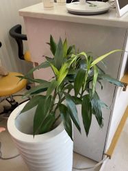 -熙朵美学植发连锁