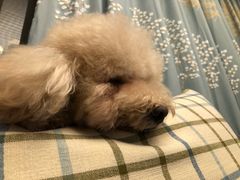 -萌萌喵宠物(百水芊城阅水坊店)