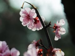 -无锡梅园公园