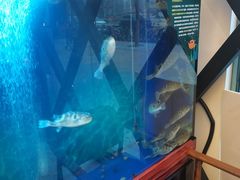 -肆月河豚·新淮扬(金融街店)