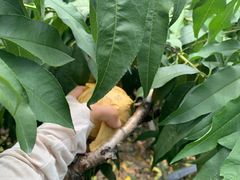 -南汇老顾农家乐采摘大团水蜜桃采摘店