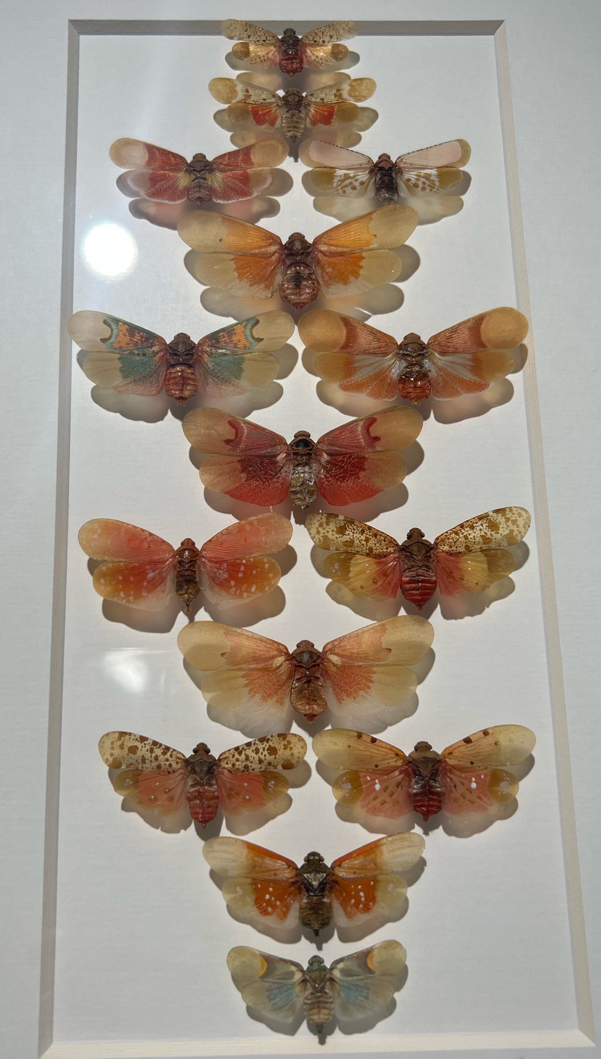 周末遛娃 | 制作了独一无二的蝴蝶标本