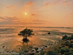 -宝安西湾红树林湿地公园