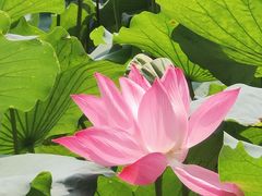 -莲池书院博物馆