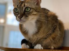 -Heymao猫咖.咖啡厅(东门店)