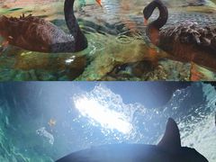 -上海海洋水族馆