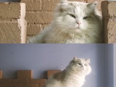 -喵屿·大理花园猫咖