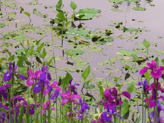 -西溪国家湿地公园