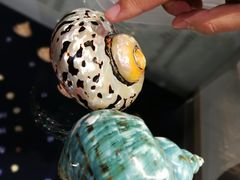 -青岛贝壳博物馆