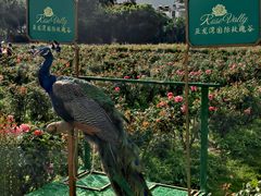 -亚龙湾国际玫瑰谷