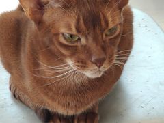 -Let's go狗咖·猫咖·奶狗·桌游(春熙路IFS店)