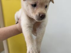 -圣宠动物医院·犬猫专科·影像中心·外科中心
