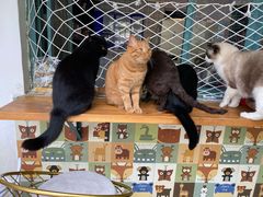 -喵屿·大理花园猫咖