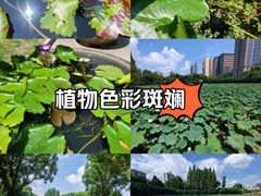 -黄兴公园
