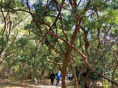 -梧桐山风景名胜区