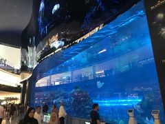 -迪拜水族馆及水下动物园
