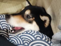 -逗柴咖啡屋·狗咖猫咖宠物桌游