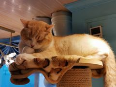 -安格丽娜·狗咖·猫咖羊驼咖(春熙路百盛商场店)