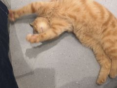 -飞行喵MR PILOT|猫舍·猫咖(静安大融城店)