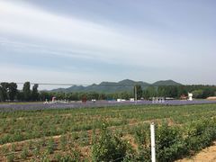 -北京东方普罗旺斯薰衣草庄园