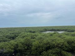 -北海金海湾红树林生态旅游区