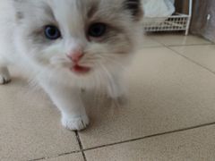 -瑞鹏宠物医院·骨科·猫科·内科(第一中心)