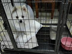 -宠爱国际动物医院· 猫科· 外科·中兽医(长白店)