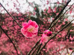 -重庆彩云湖湿地公园