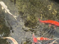 -鲤院·新中式美学·庭院餐厅(夫子庙店)