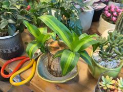 -双季花艺园艺市场(浦东店)