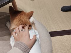 -逗柴咖啡屋·狗咖猫咖宠物桌游