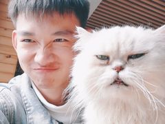 -猫的茶·猫咖