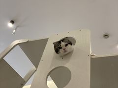-猫域·湾主题猫咖·宠物吧(南坪城市广场店)