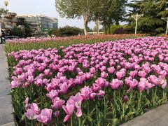 -石家庄市植物园