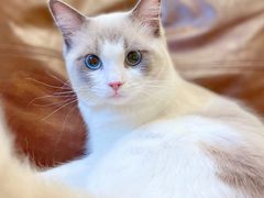 -佐罗家宠物馆·猫文化馆(紫霞路店)