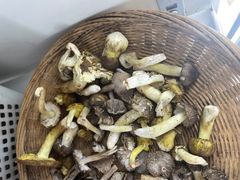 荞面菌-鲜菌江湖正宗野生菌火锅