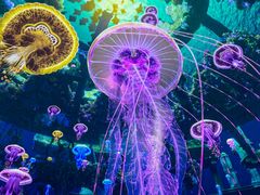 -海合安武汉极地海洋公园