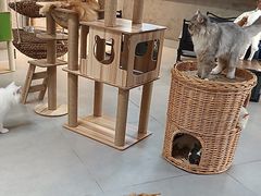 -Heymao猫咖.咖啡厅(东门店)