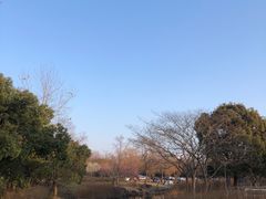 -上海滨江森林公园