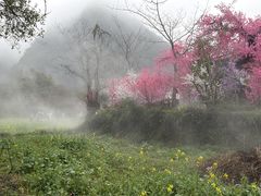 -靖西鹅泉风景区