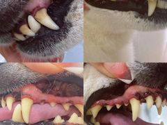 -佐罗家宠物馆·猫文化馆(紫霞路店)